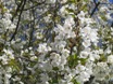 Urlaub an der Mosel